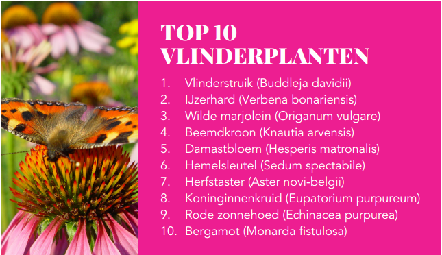 vlinders in de tuin