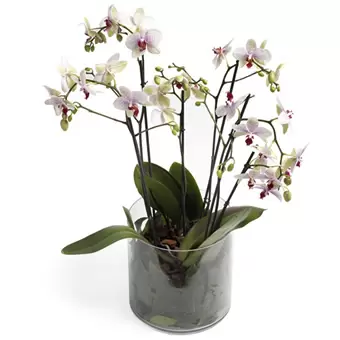 Orchidee glas GroenRijk Prinsenbeek