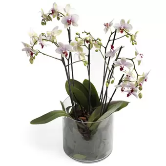 Orchidee in glas
