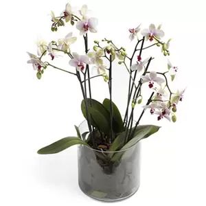 Orchidee in glas